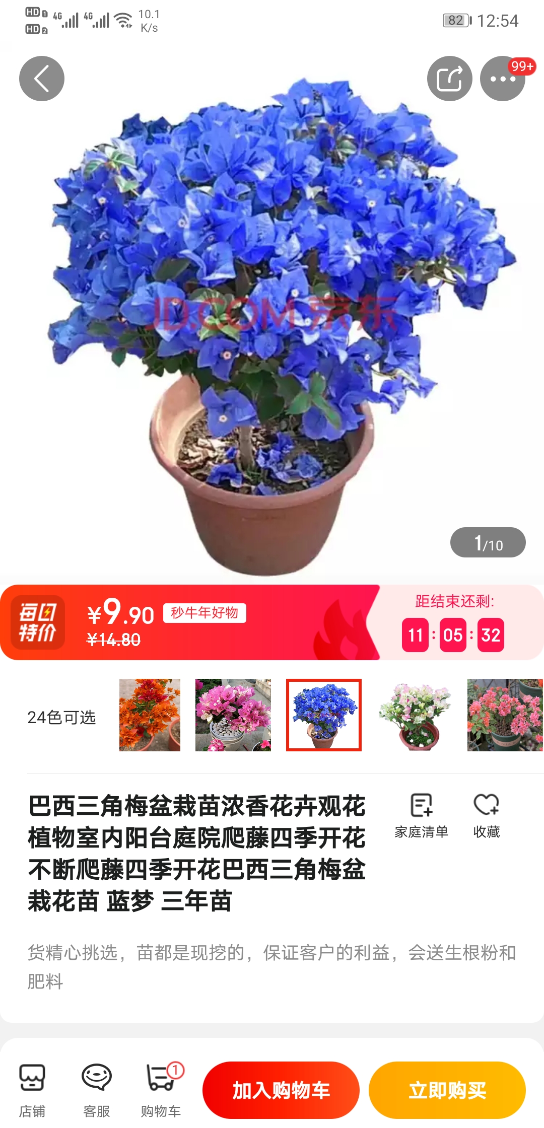 巴西三角梅盆栽苗花苗蓝梦三年苗