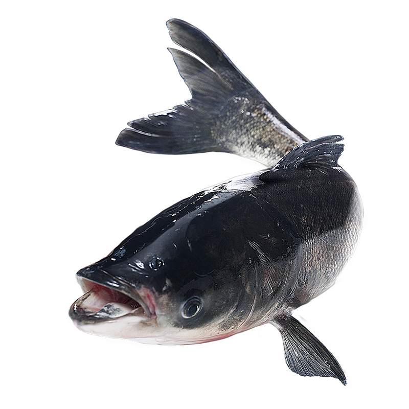 拍3件 片言片鱼 千岛湖胖头鱼6斤 1条 大头鱼花鲢鲢鳙 现捕现捞 活鱼