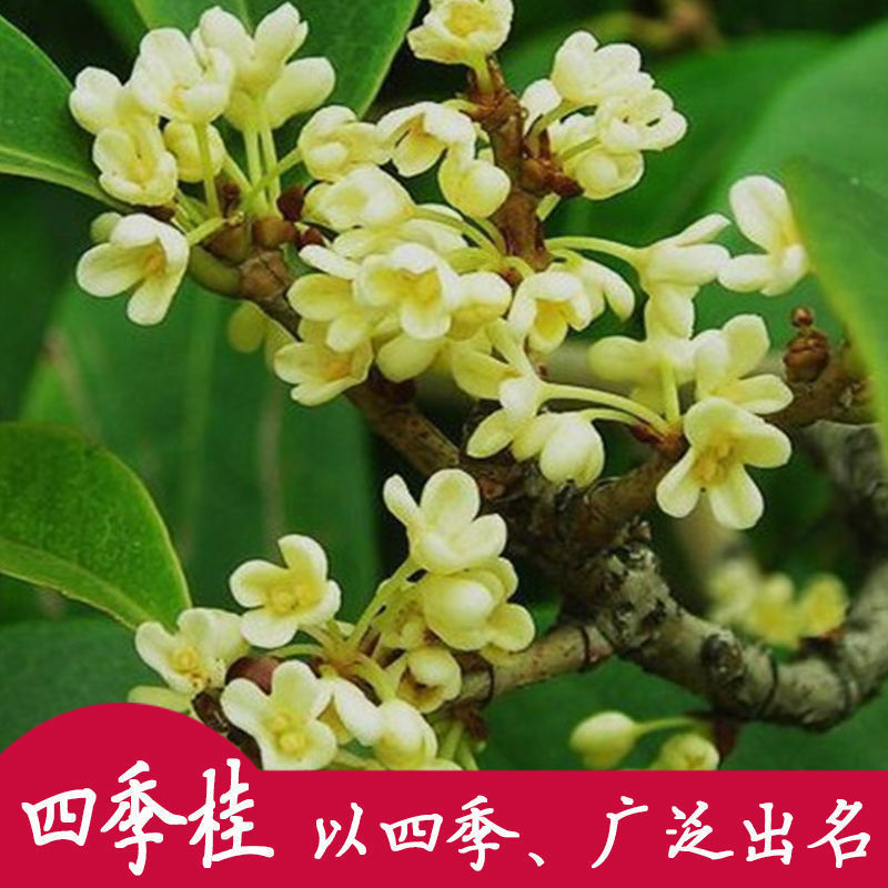 益绮椛兰花苗精品桃花2连体肥料不含盆