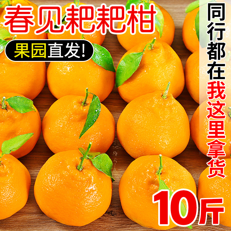 2022年耙耙柑今日价格(目前耙耙柑价格)