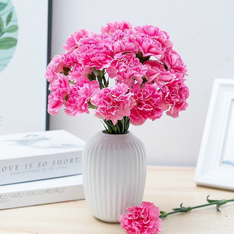 直发康乃馨鲜花单头真花家用水养 小桃红单头1束(18 2支防损) 保鲜剂