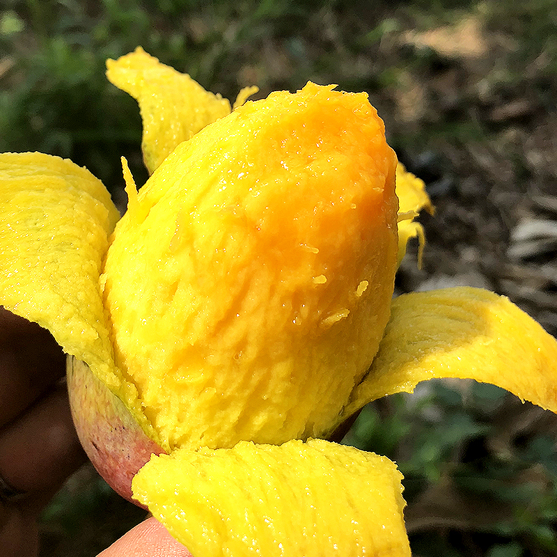 10点开始:秦品源 海南 贵妃芒果 10斤