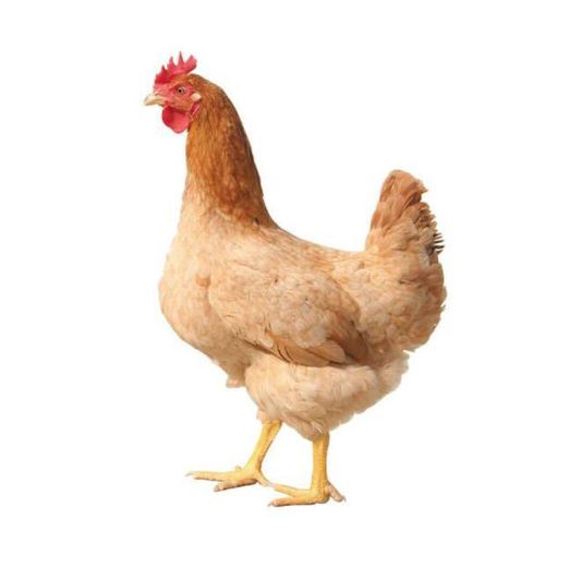 芮瑞现杀苏北土鸡约750g只4件