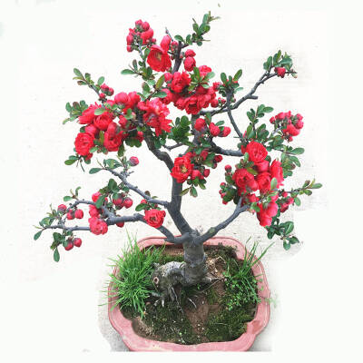 伊美花海 日本海棠树苗 3年生 多分支