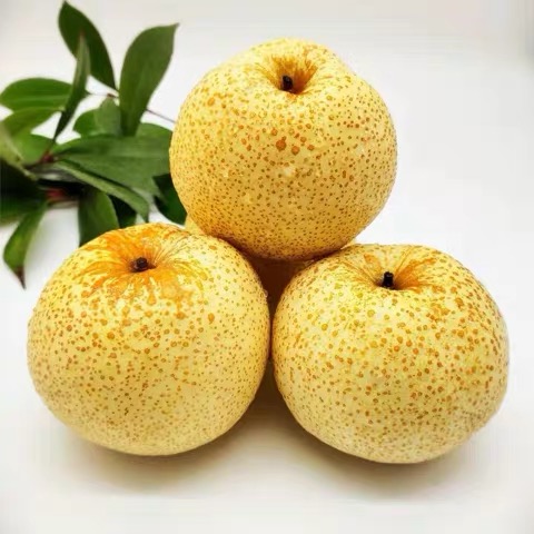 砀山梨 新鲜水果 梨子 10斤