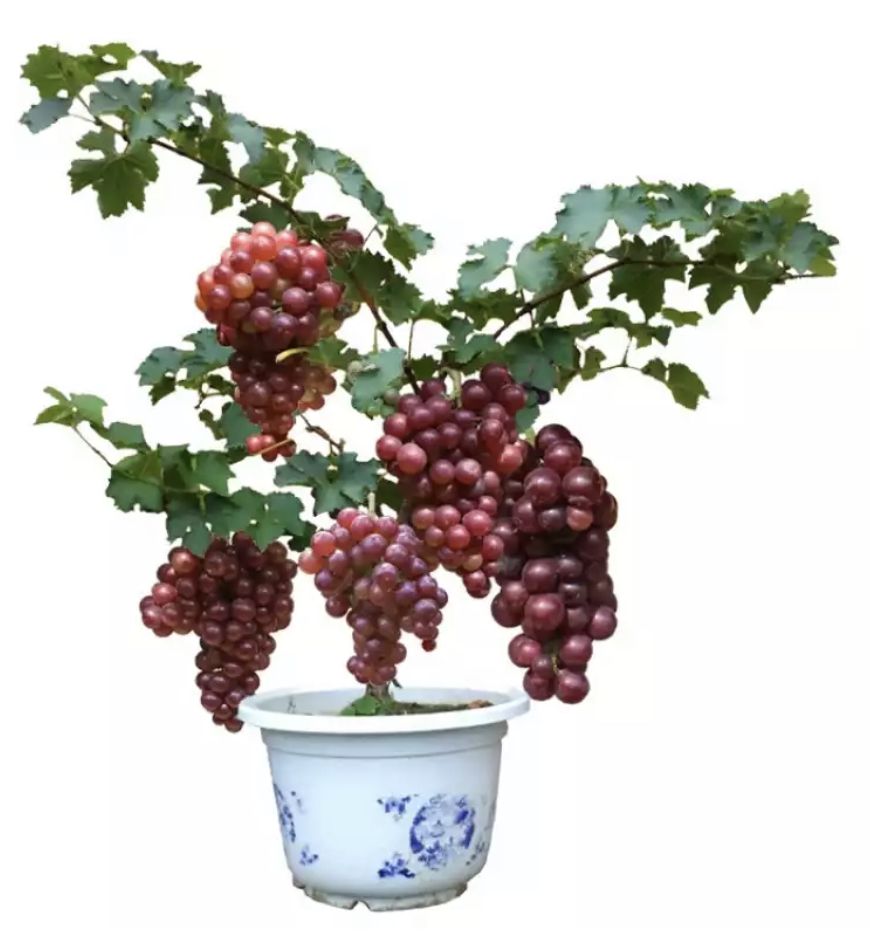 蓝宝石葡萄庭院种植盆栽葡萄苗二年苗
