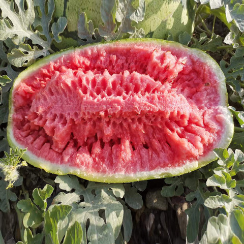 百亿补贴:爱尚灵宁 宁夏中卫西瓜 12斤