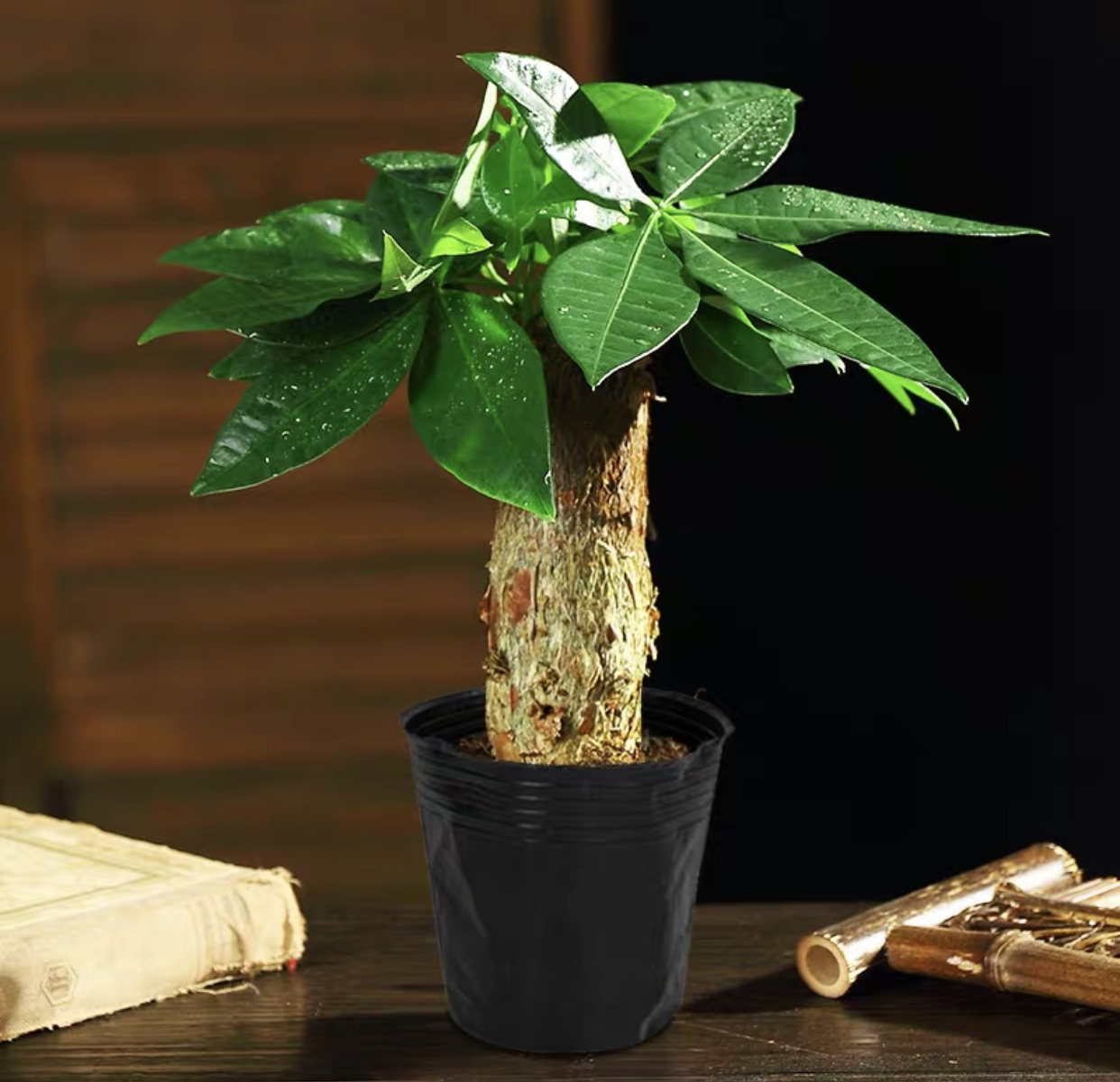 菜友发财树盆栽含盆