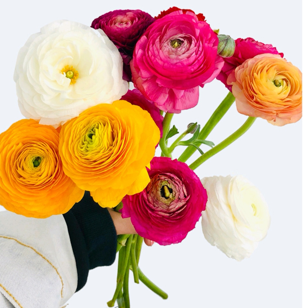 洋牡丹10枝颜色随机定制鲜花速递家庭插花客厅装饰花艺定制送女生老婆