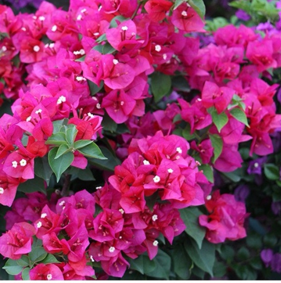 巴西三角梅盆栽苗中国红三年苗