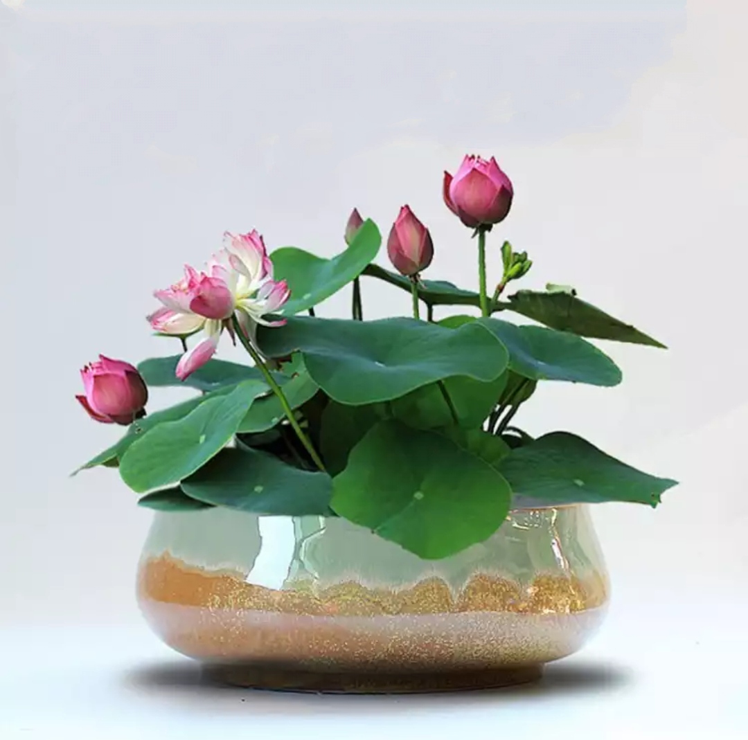 花无痕混色碗莲水培套装送盆和土