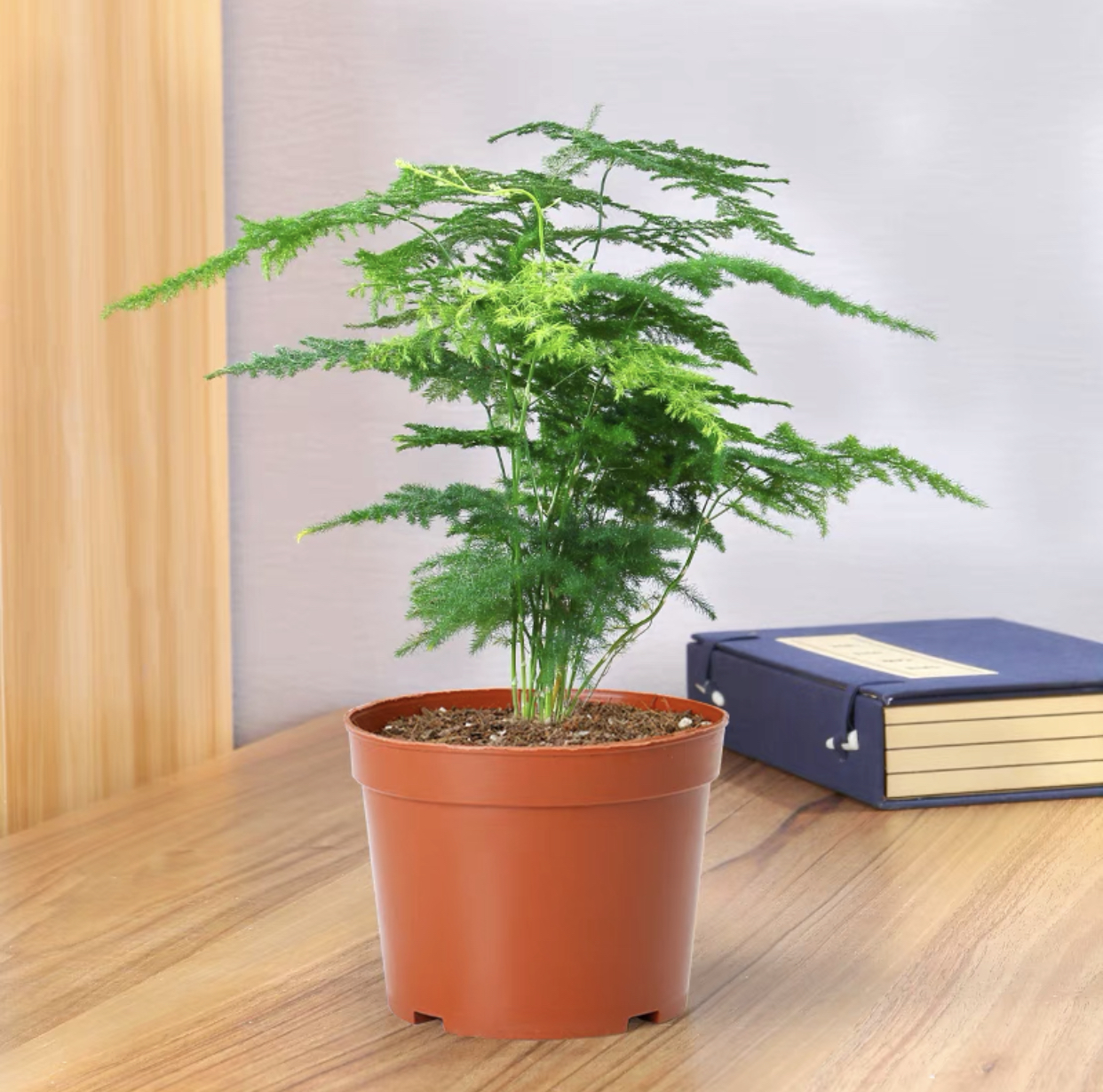 景润赉室内文竹盆栽