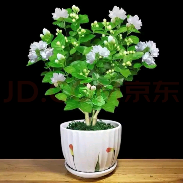 花千芮茉莉花盆栽带加仑盆67颗