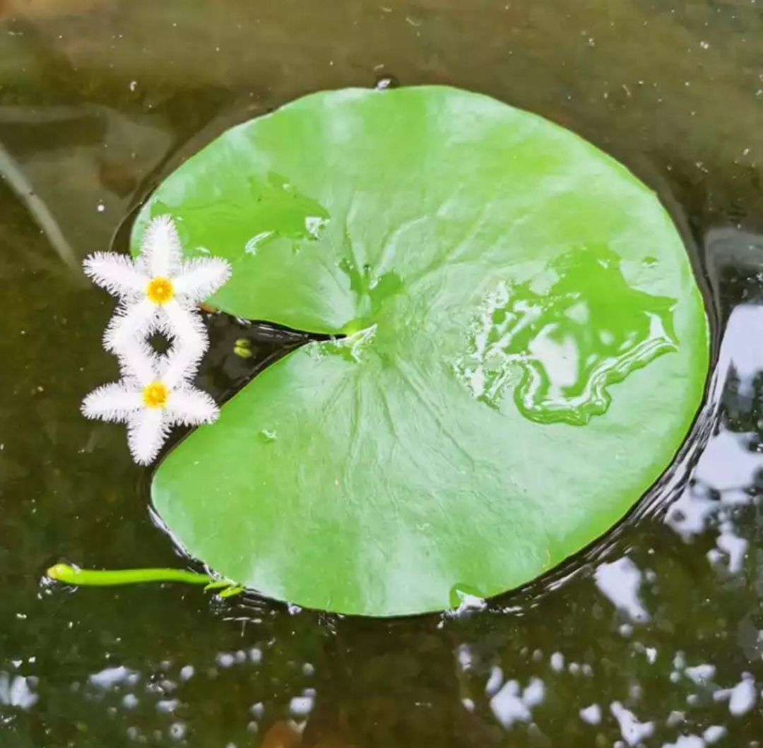 若绿 一叶莲 1片