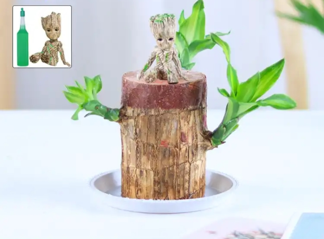 登榜盆栽巴西木塑料拖格鲁特营养液中号直径56厘米t精选