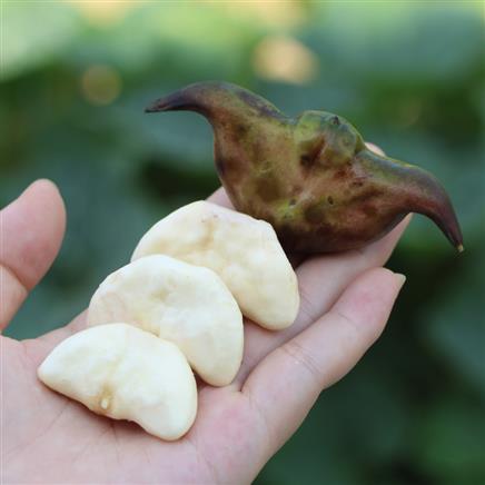 水中坚果湖外湖洪湖新鲜老菱角5斤