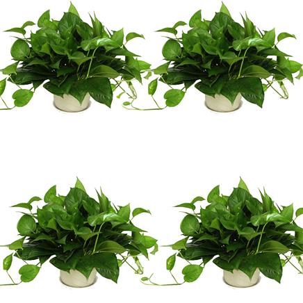 抵现红包:曼中田 精品绿萝 带盆4盆16元包邮(2.